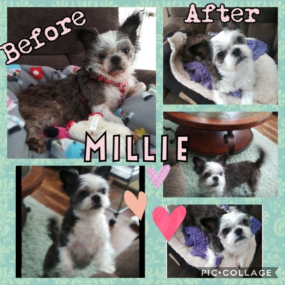 Meet your posher ๐คโคโบ๐ฏ๐๐๐ - Picture 12 of 16